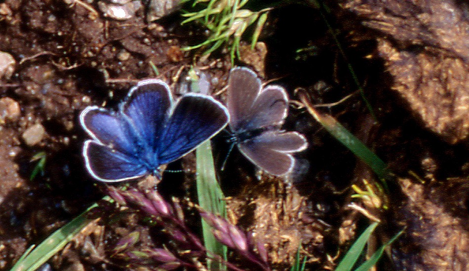 Farfalle di Valtellina, Valchiavenna, V.Poschiavo, Bregaglia